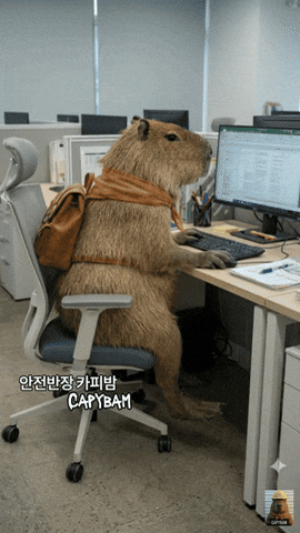 卡皮巴拉上班中