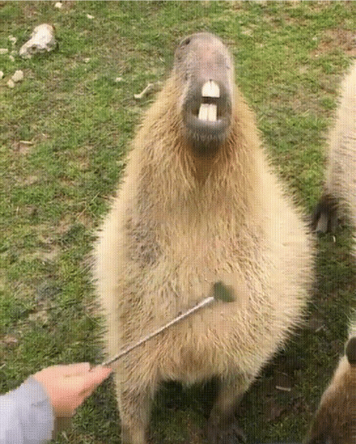 水豚淡定臉