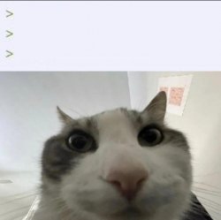 貓咪湊近瞪大眼