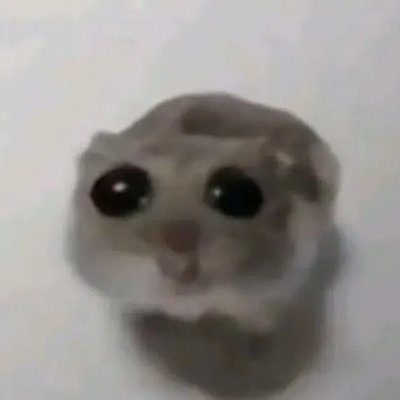 小提琴悲傷倉鼠
