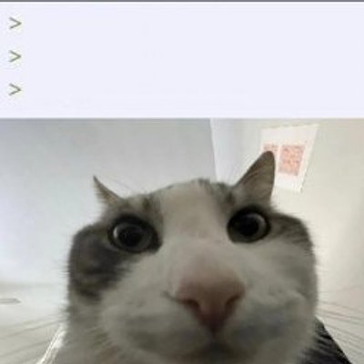 貓咪湊近瞪大眼