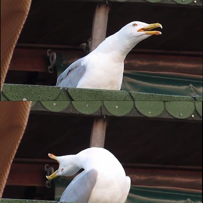 吸氣海鷗