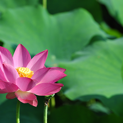 長輩圖 - 蓮花早安問候