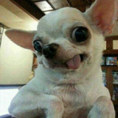 傻笑吉娃娃 - 興奮到漏風