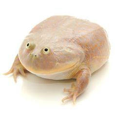 星期三青蛙 - It is Wednesday my dudes