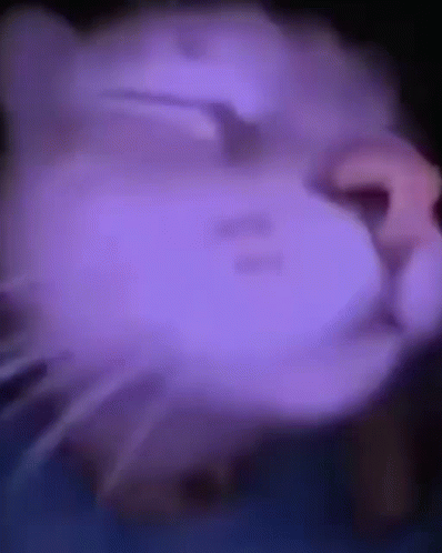 搖擺貓 - Vibing Cat