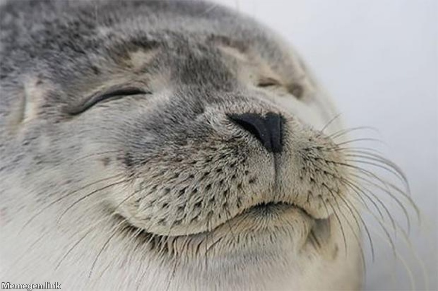 同意認可海豹