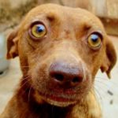 瞪大眼狗驚嚇
