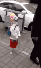 小丑裝狗狗 - 認命出門上街