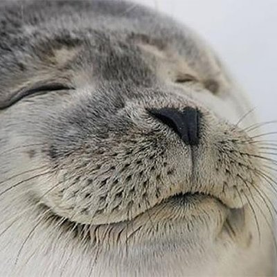 同意認可海豹