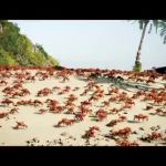 螃蟹狂歡 Crab Rave - 開趴慶祝