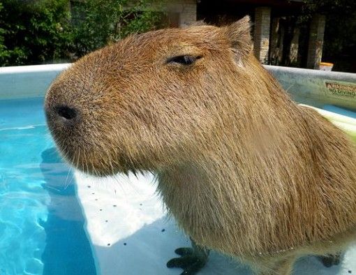 側眼水豚