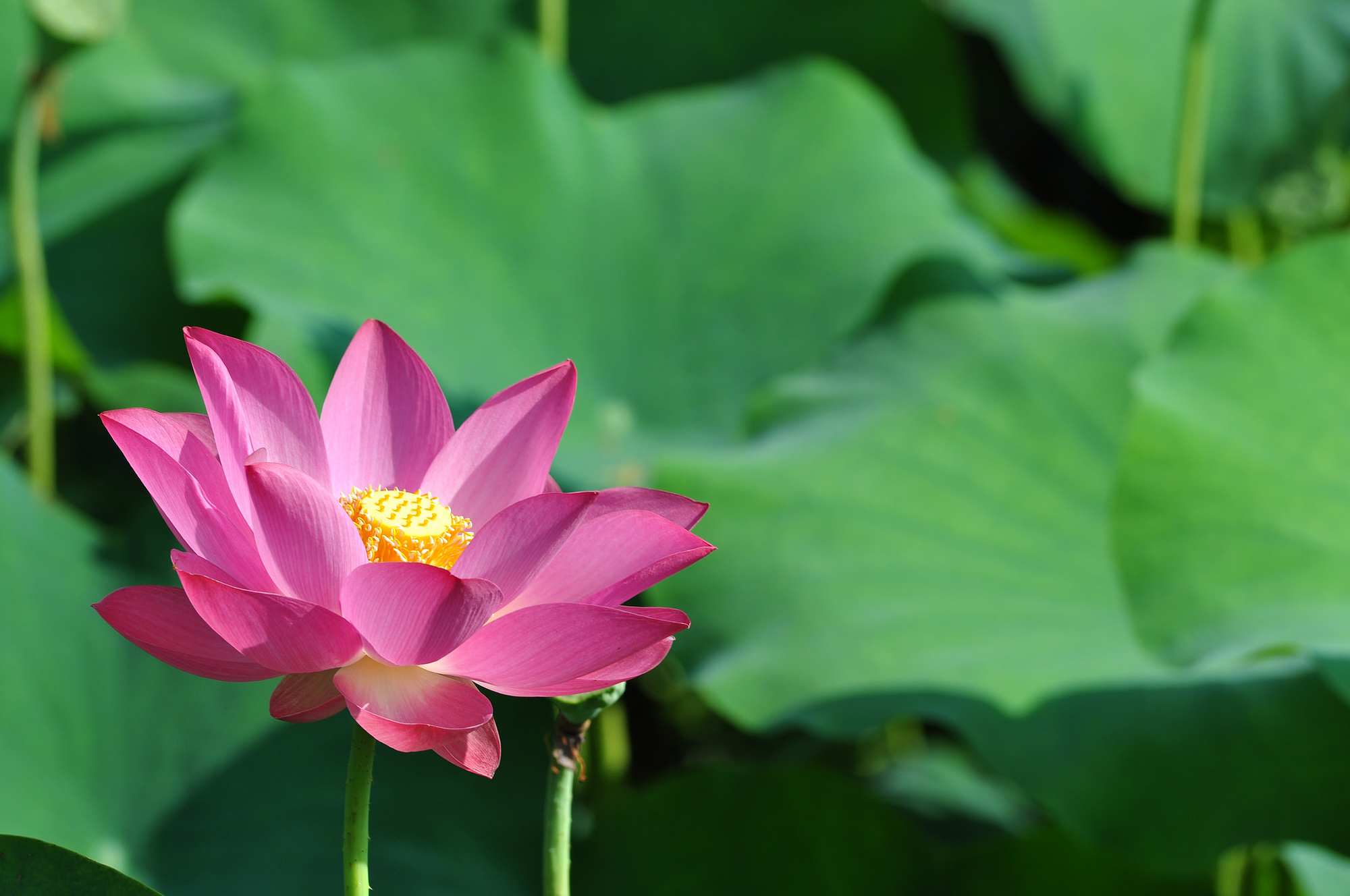 長輩圖 - 蓮花早安問候