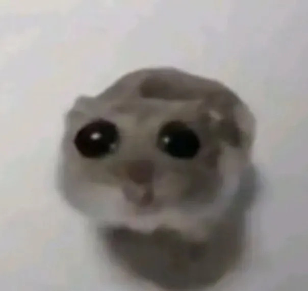 小提琴悲傷倉鼠