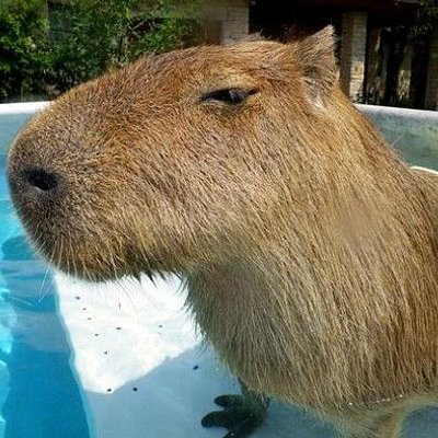 側眼水豚