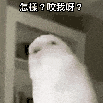 囂張鸚鵡：怎樣？咬我呀？