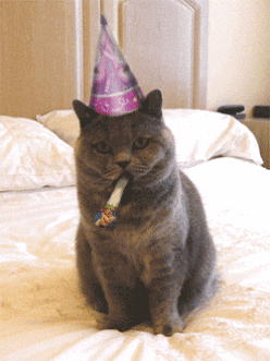 派對貓咪生日慶