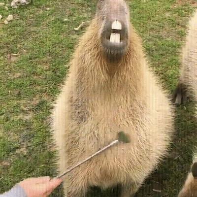 水豚淡定臉