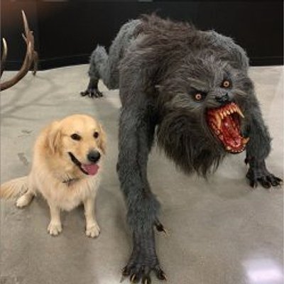狗狗與狼人