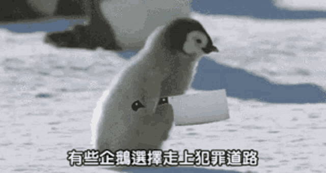 有些企鵝選擇走上犯罪道路