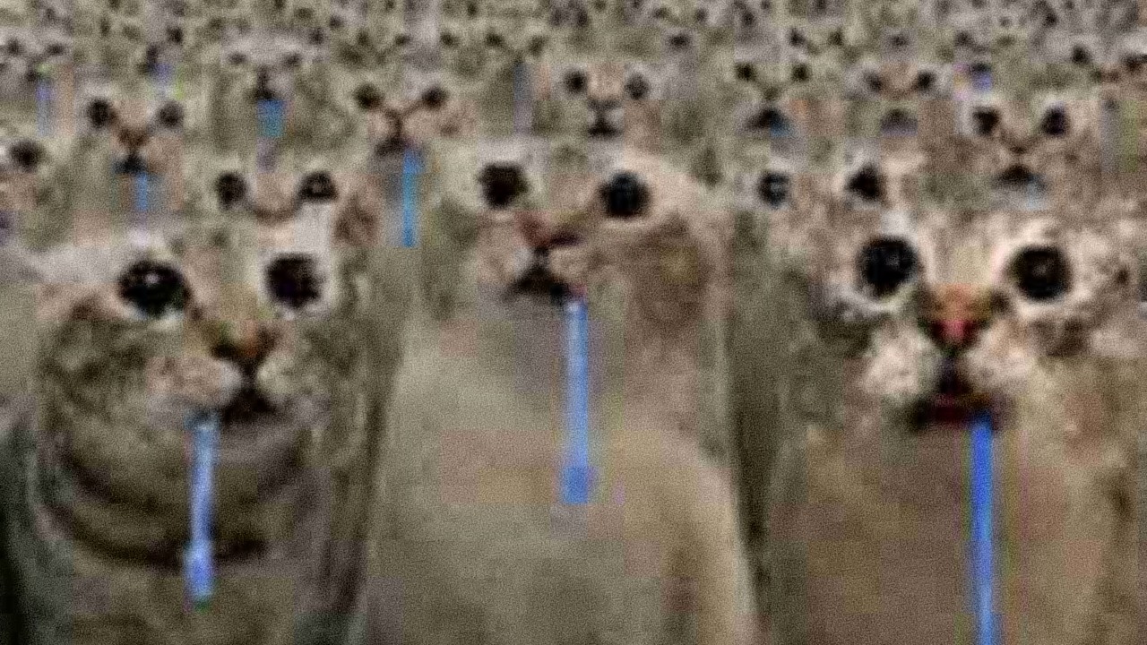 流口水貓大軍 - 一群貓垂涎盯著你