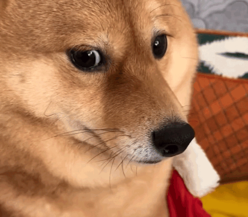 柴犬瞇眼側瞄 - 滿臉懷疑