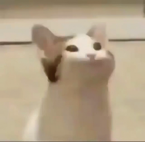 Pop Cat - 張嘴貓