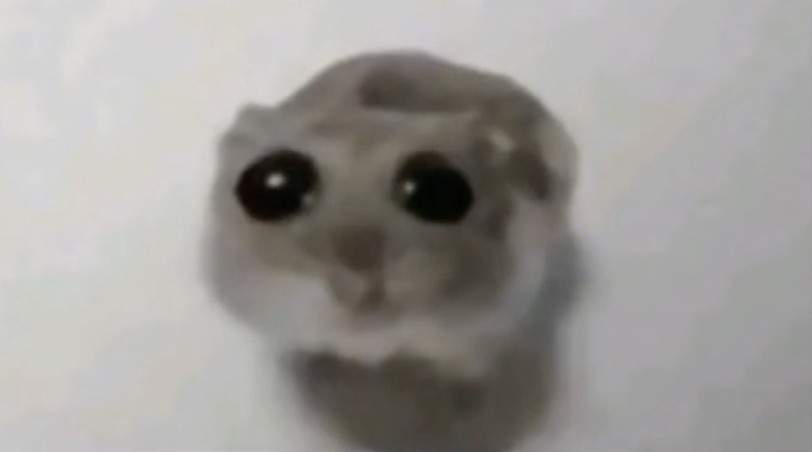 悲傷倉鼠