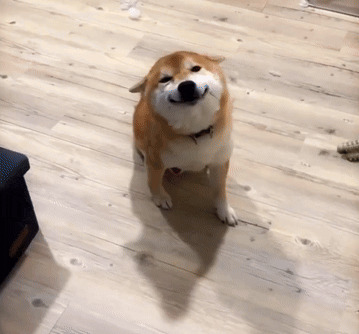 柴犬 - 心虛裝乖賊笑