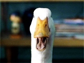 Aflac - 鴨子大聲插嘴