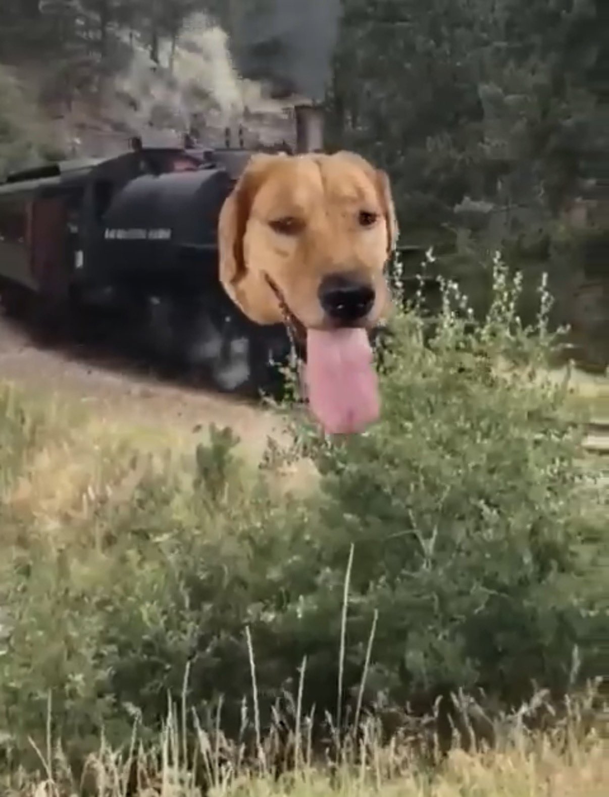 火車狗頭 - 荒謬合成迷因