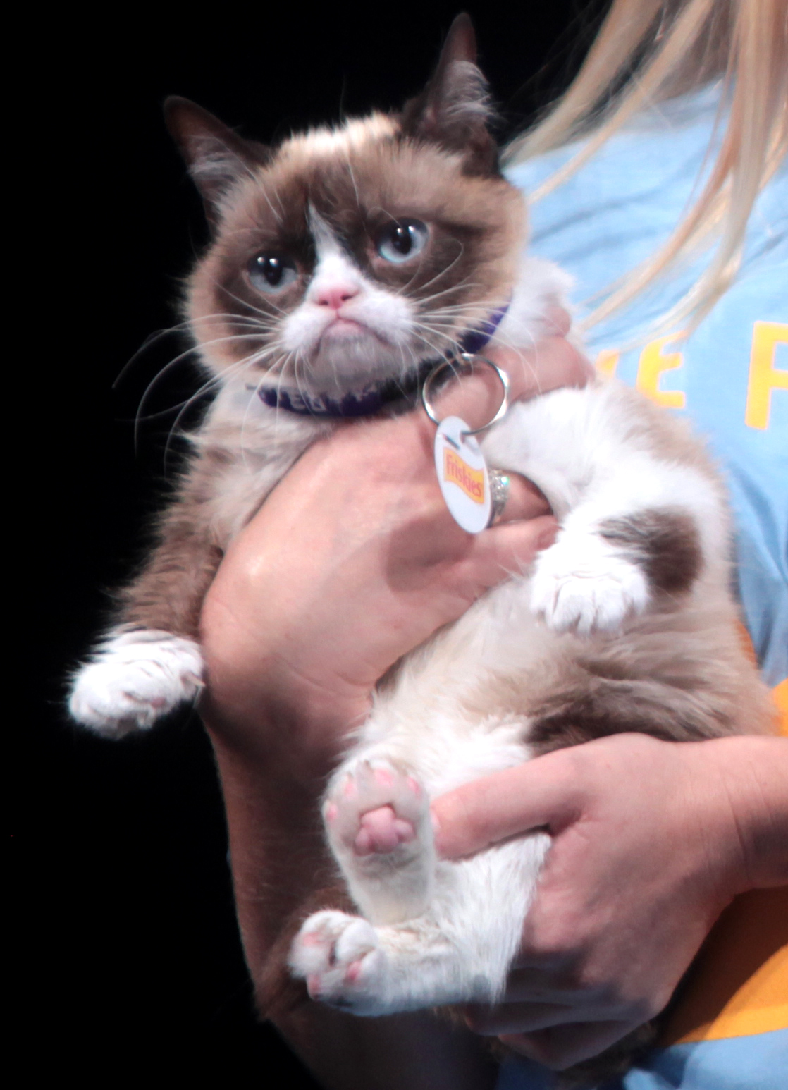 不爽貓 Grumpy Cat