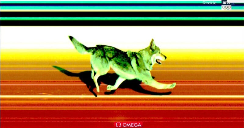 米蘭冬奧 - 闖入衝刺線的狼犬Nazgul