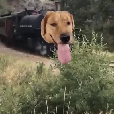火車狗頭 - 荒謬合成迷因