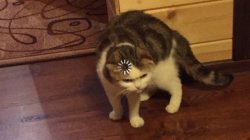 轉圈圈貓 - 大腦緩衝中 (Buffering Cat)