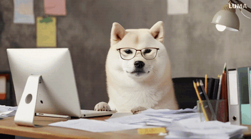眼鏡柴犬 - 電腦前假掰上班