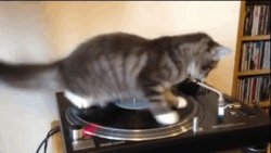 唱盤貓 - DJ 打碟 (Spinning Cat)