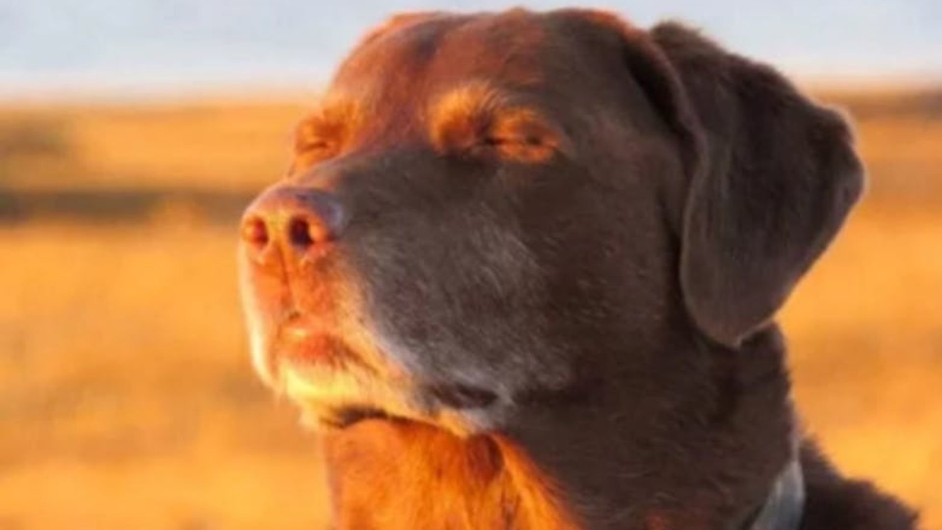 老忠犬 - 累到瞇眼認命