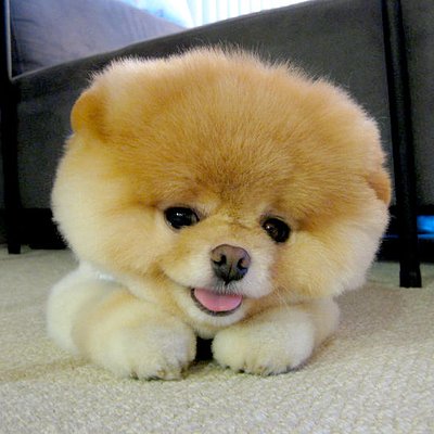 Boo - 世界最萌狗微笑