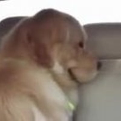 迷因狗 - 車上邪惡假笑