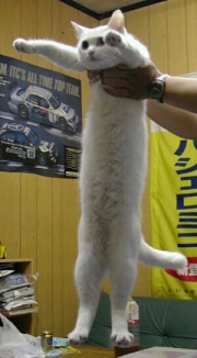 Longcat - 超長白貓伸展