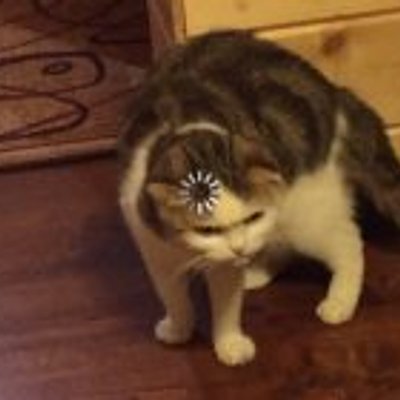 轉圈圈貓 - 大腦緩衝中 (Buffering Cat)