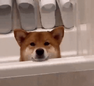柴犬 - 泡澡探頭放空