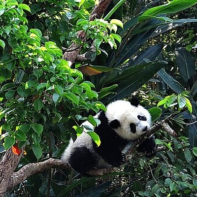 台北動物園 - 貓熊圓仔啃樹枝耍廢