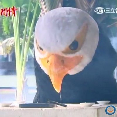 世間情 - 假鵰道具死盯著你