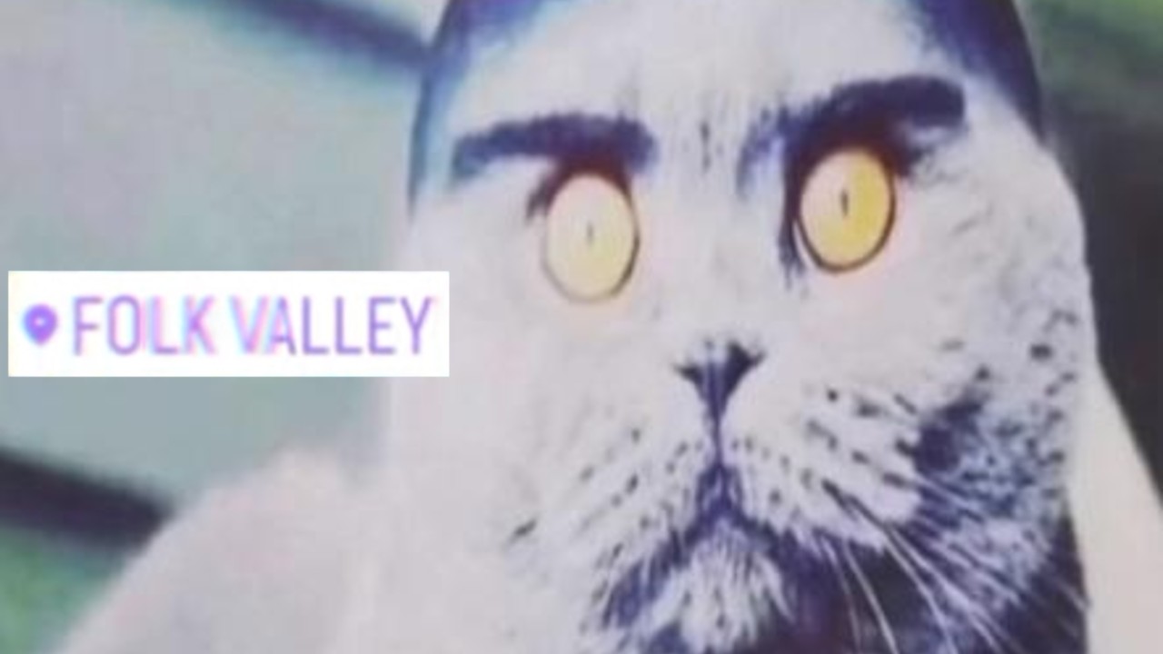 驚嚇瞪眼貓 - Folk Valley Cat
