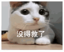 沒得救了放棄貓