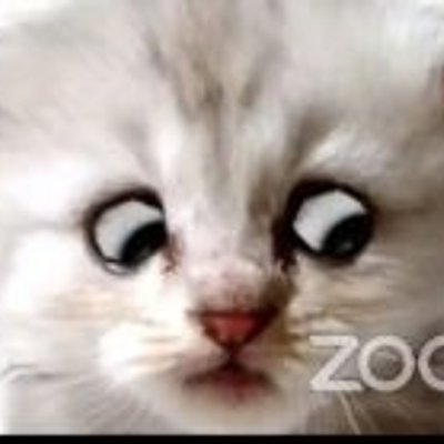 貓咪律師 - 我不是貓 (I'm not a cat)