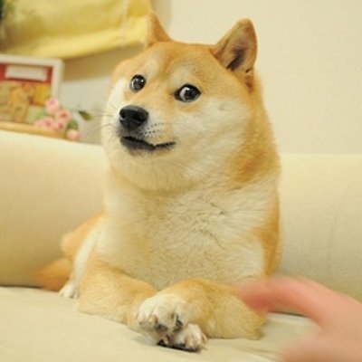 Doge - 元祖柴犬表情包