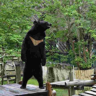 壽山動物園黑熊波比 - 站太挺變打工人